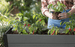 Keter Darwin 29 Gallon Raised Garden Bed - Graphite